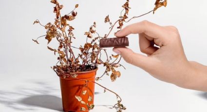 Prepara el MEJOR abono casero con chocolate para revivir tus plantas de maceta secas y sin vida