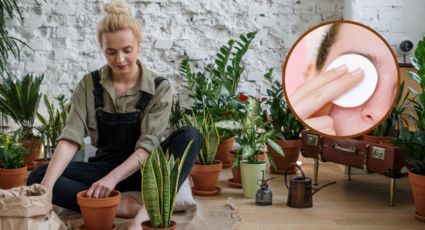 Unos pedazos de ALGODÓN bastarán para que tus plantas de interior siempre estén hidratadas