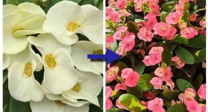 ¿Cómo cambiar el color de tus plantas coronas de cristo de blancas a rosas de forma natural?