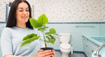 Plantas de interior que debes poner en el baño para ELIMINAR el mal olor