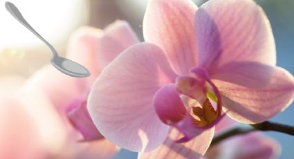 Una cucharada de estas hierbas de cocina evitará PLAGAS y hojas secas en tus orquídeas