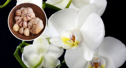 Haz que tus ORQUÍDEAS florezcan todo el año con este ingrediente de tu cocina