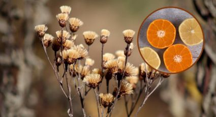 El ABONO casero hecho con esta popular FRUTA para revivir a tus plantas enfermas y secas