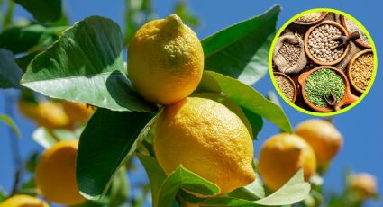 El abono casero que hará que tu árbol frutal crezca SANO con 1 solo ingrediente de cocina