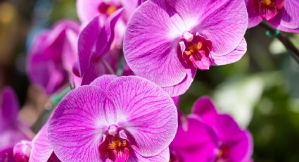 Mezcla casera para hacer florecer orquídeas con sólo 3 ingredientes de cocina