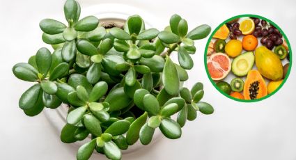 El abono casero que hará que tu árbol de jade crezca sano con 1 PODEROSA fruta