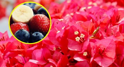 Cómo hacer el abono casero para que tu bugambilia estalle en flores con 1 fruta