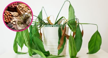 Abono casero para REVIVIR plantas marchitas con 2 ingredientes de cocina