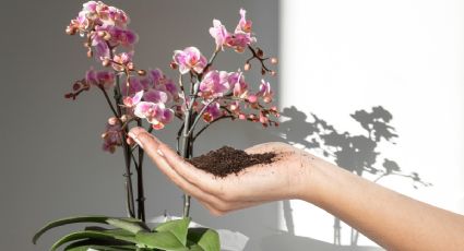 El mejor abono casero para que tus orquídeas revivan con este poderoso polvo de la cocina
