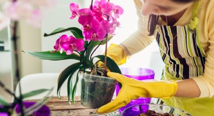 Revive tus orquídeas con esta deliciosa fruta que tienes en tu cocina; es alta en potasio