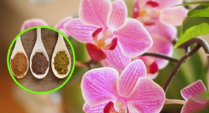 Haz que tus orquídeas tengan larga vida con solo una cucharada de este polvo de cocina