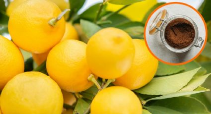 Cómo hacer que tu árbol limonero explote en frutos con 2 ingredientes de cocina para esta primavera