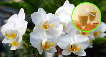 La bebida hecha de 2 ingredientes de cocina que REVIVIRÁ las orquídeas que estabas a punto de tirar