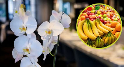 La poderosa fruta rica en potasio que revive las orquídeas y hace que estallen de flores