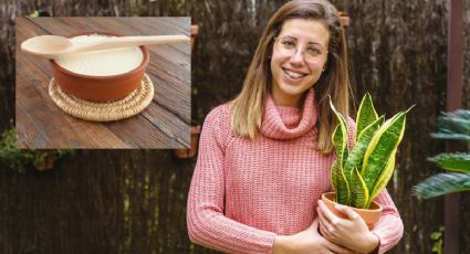 Prepara el mejor ABONO casero con 1 ingrediente de cocina para hacer crecer tu lengua de suegra RÁPIDAMENTE