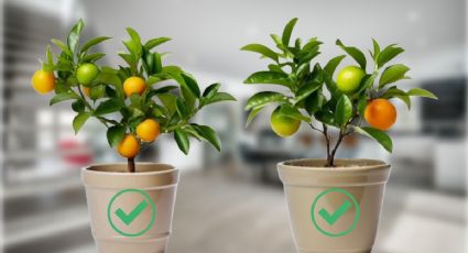Haz crecer tu árbol limonero en maceta con 1 ingrediente de cocina