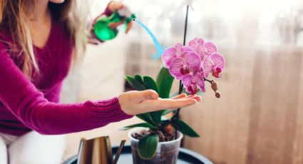 Las semillas que tienes en tu cocina y con las que vas a revivir tus orquídeas; son ricas en potasio