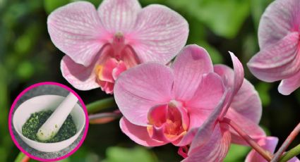 Tus orquídeas explotarán en flores con este ingrediente de cocina para dar sazón