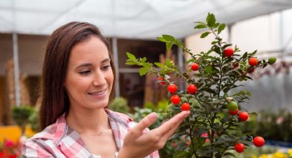 ¿Cómo hacer que tus árboles den más fruta? Prepara este abono casero con 2 ingredientes del refrigerador