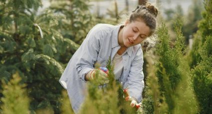 Cómo eliminar de forma fácil y rápida los hongos de tus plantas con 1 ingrediente casero