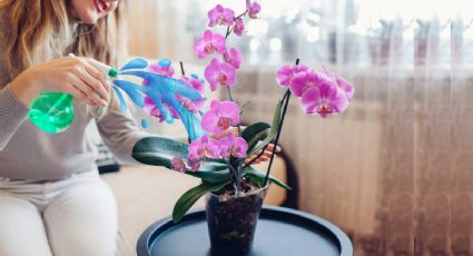 ¿Tus orquídeas se mueren? Revívelas con esta deliciosa fruta que tienes en tu cocina en tan sólo 3 días; es una fuente de calcio