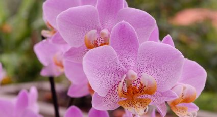 Haz que tus orquídeas multipliquen sus flores con ayuda de 1 ingrediente de cocina