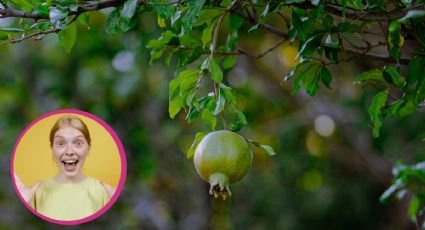 El ABONO hecho de 3 ingredientes de cocina para que tu árbol se llene de frutos en primavera