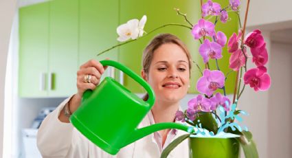 El LÍQUIDO vital que tienes en tu cocina y que te ayudará a revivir tu orquídeas; es una fuente de calcio