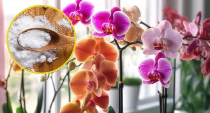 El económico ingrediente de cocina que necesitan las orquídeas para explotar de flores y tener brotes