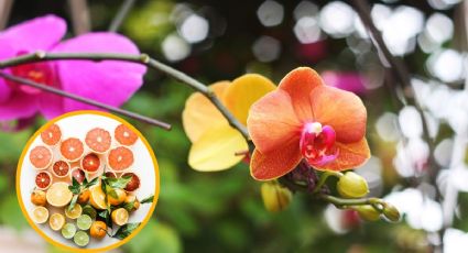 Nutre tus orquídeas con ayuda de este PODEROSO cítrico que tienes en cocina