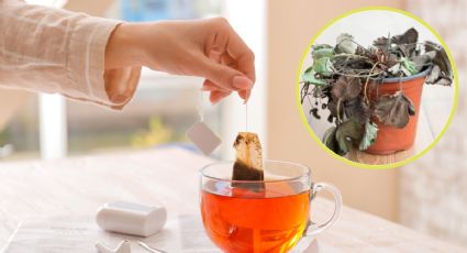 Las bolsitas de té que debes poner en las macetas para revivir a tus plantas secas