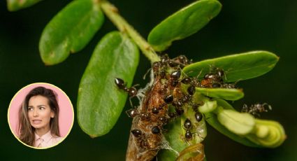 Este es el insecticida ideal para eliminar plagas de tus plantas con 1 ingrediente orgánico