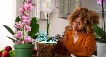 Los ÚNICOS dos ingredientes que necesitas para revivir tus orquídeas esta primavera