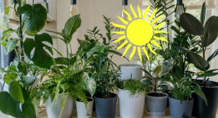 Cómo cuidar las plantas del sol en esta primavera; estos son los mejores tips