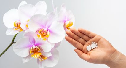 Así puedes usar el paracetamol para hacer florecer a tus orquídeas