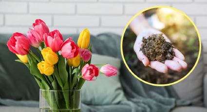 Cómo plantar tulipanes en maceta y qué abono casero usar para que exploten de flores