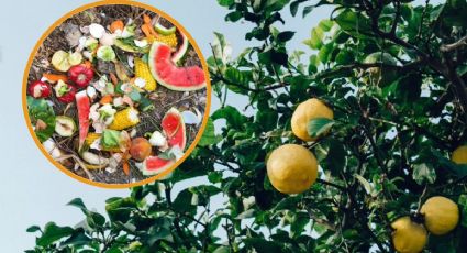 Haz el mejor abono casero con restos de comida para hacer crecer tu árbol limonero