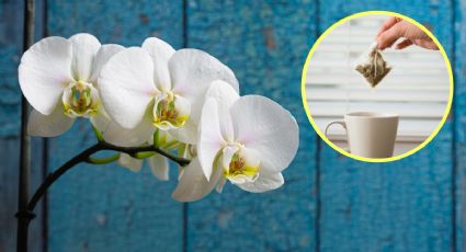 Revive y haz florecer a tus orquídeas en UNA SEMANA con bolsitas de té