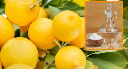 Con solo 2 ingredientes de cocina revive tu limonero y haz que crezca sano y fuerte