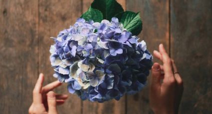 El abono orgánico de 2 ingredientes de cocina hará que tu HORTENSIA estalle de flores