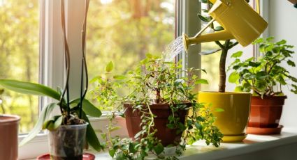 Revive tus plantas de interior con estas 2 semillas que tienes en la cocina