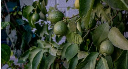 Cómo cultivar tu árbol limonero para que se llene de frutos antes de la primavera