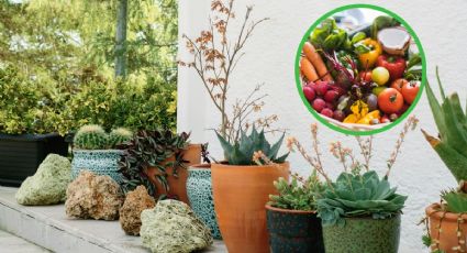 El poderoso abono casero que te ayudará a revivir tus plantas con ayuda de estas verduras