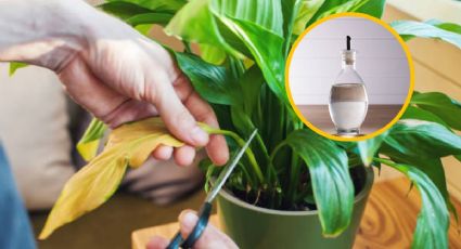 El poderoso ingrediente de cocina que ayudará a las hojas amarillas de tus plantas a recuperar su verde