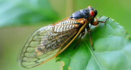 Cuándo será el APOCALIPSIS de cigarras en Estados Unidos; el raro fenómeno que ocurre cada 221 años