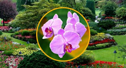 El ingrediente que encuentras en tu jardín para hacer que tus orquídeas estallen en flores
