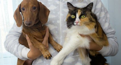 CURP: ¿Cómo tramitar este documento para tus mascotas? | PASO a PASO