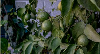 Haz que tu árbol limonero explote de frutos en primavera con 2 ingredientes de cocina