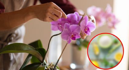 Los 2 ingredientes de cocina con los que vas a hacer florecer tus orquídeas esta primavera