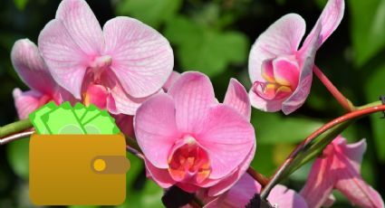Cómo usar las orquídeas para atraer la ABUNDANCIA y que el dinero nunca te falte